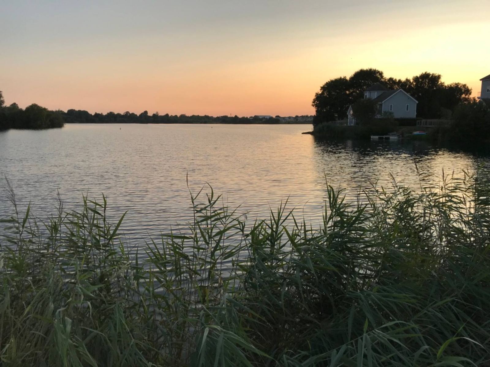 Reeds on Bradleys Lake at sunset