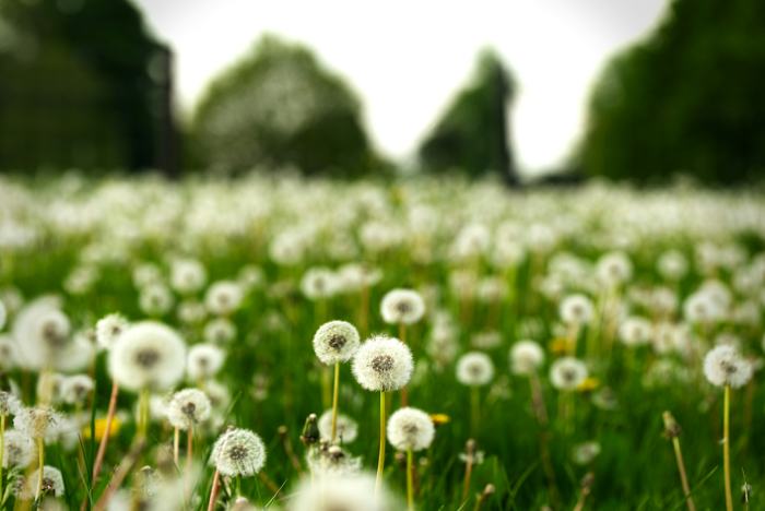 A field of dandelion clocks with trees behind