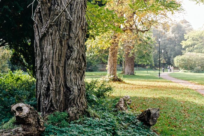 Owls carved into a tree stump on a village green